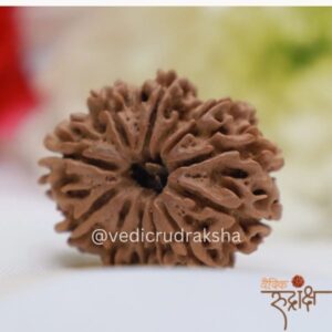 Divya Dashmukhi  Nepali Rudraksha 10 Mukhi (face) (Lab Certified | Powerful Protection Bead)