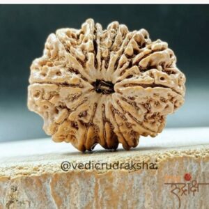 Surya Shakti 12 Mukhi Rudraksha – Nepali Origin (Lab Certified)