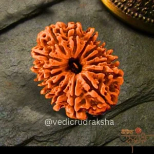 Surya Shakti 12 Mukhi Rudraksha – Nepali Origin (Lab Certified)