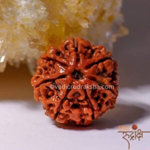 Original Nepali 7 Mukhi Rudraksha for Wealth & Stability