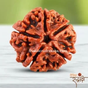 5 Mukhi Rudraksha with Lab Certification | Original & AuthenticThe Symbol of Health, Peace & Spiritual Growth
