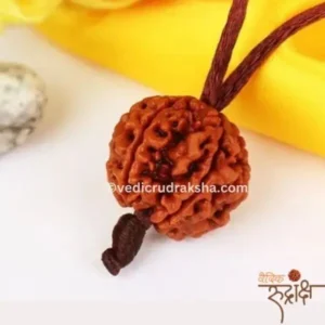 Har Ghar Mein Rudraksha  -  Claim Your Free 5 Mukhi Rudraksha OFER TILL SWANA month 2025