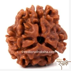 3 Mukhi Rudraksha with Certification – Original Nepali Rudraksha for Health, Confidence & Positivity