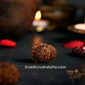 Certified 1 Mukhi Rudraksha Savar (Nepali) – Original & Energized for Spiritual Growth and Success