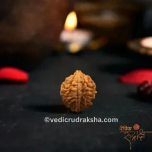 2 Mukhi Rudraksha with Lab Certification | Original & Authentic