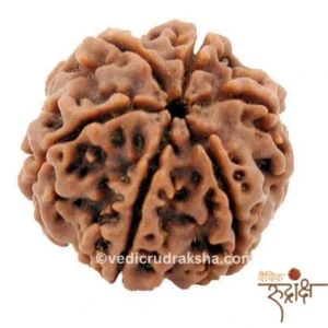 6 Mukhi Rudraksha with Lab Certification | Certified & Original