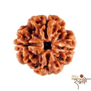 4 Mukhi Rudraksha with Lab Certification | Original & Authentic 18mm-22 mm