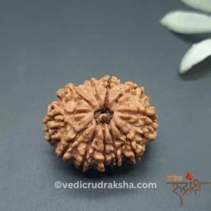 11 Mukhi Rudraksha with Lab Certification | Original Eleven Faced Bead