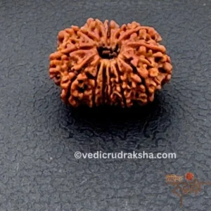 13 Mukhi Rudraksha with Lab Certification | Original Thirteen Faced Bead