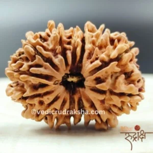 14 Mukhi Rudraksha Certified | Original Fourteen Faced Rudraksha for Protection & Success