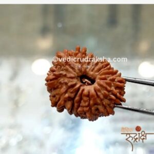 15 Mukhi Rudraksha Certified | Original Fifteen Faced Rudraksha for Love, Healing & Prosperity