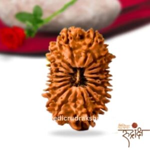 16 Mukhi Rudraksha Certified | Original Sixteen Faced Bead for Protection, Courage & Victory