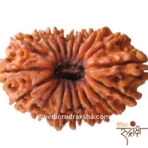Certified 17 Mukhi Rudraksha | Original Seventeen Faced Bead for Wealth, Prosperity & Luxury