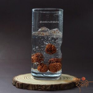 5 Mukhi Rudraksha Water Therapy –  Wellness with 5 Rudraksha Beads 5 piece