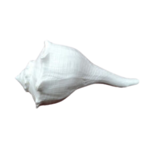 Shank