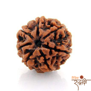Premium 7 Mukhi Nepali Rudraksha Bead – Certified & Energized | For Financial Growth