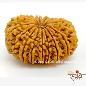 Certified 18 Mukhi Rudraksha | Original Eighteen Faced Bead for Wealth, Health & Spiritual Growth