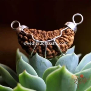 Original 1 Mukhi Rudraksha Half Moon Shape – Lab Certified | Rare & Divine Bead of Lord Shiva