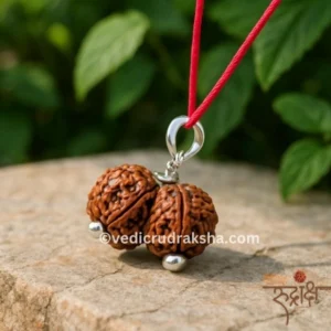 Siddh Nepal Origin Gauri Shankar Rudraksha (18mm – 22mm) with Lab Certification"