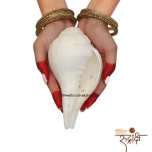 Rameshwaram Nar Shankh – Divine Bajane Wala Conch (Shank ) for Energy, Harmony & Blessings |Authentic Spiritual Conch from Rameshwaram
