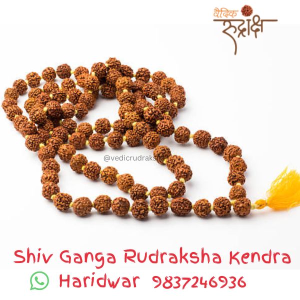 Best Rudraksha Shop in Haridwar